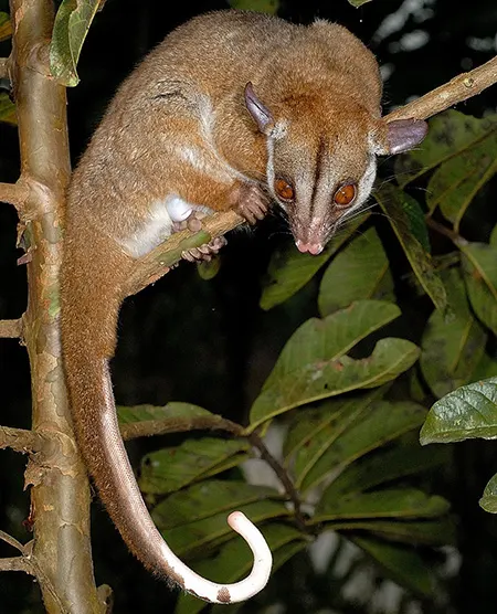 caluromys lanatus