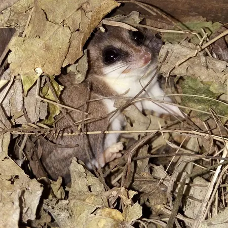 chacodelphys formosa