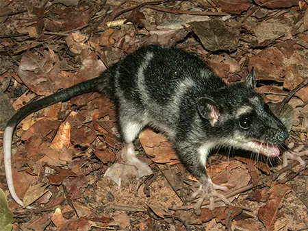 chironectes minimus