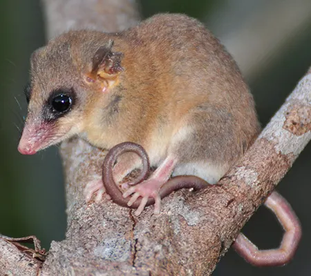 cryptonanus agricolai