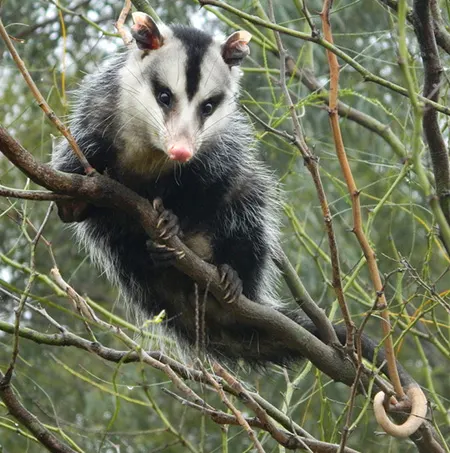 didelphis albiventris