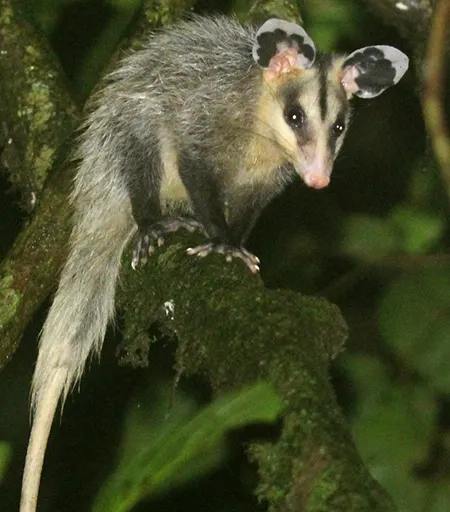 didelphis imperfecta