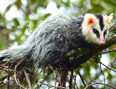 didelphis pernigra