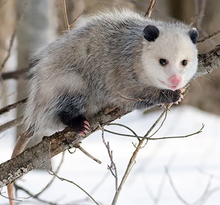 Didelphis Virginiana