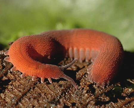 epiperipatus biolleyi