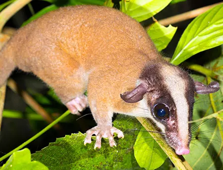 glironia venusta