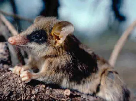gracilinanus aceramarcae
