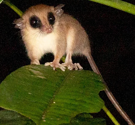 gracilinanus emilae