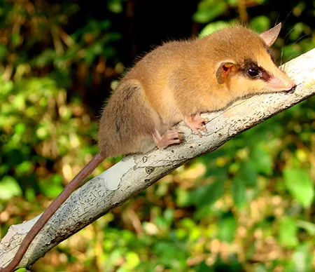 gracilinanus microtarsus
