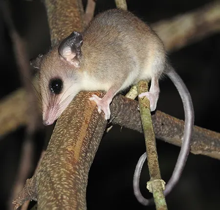gracilinanus peruanus