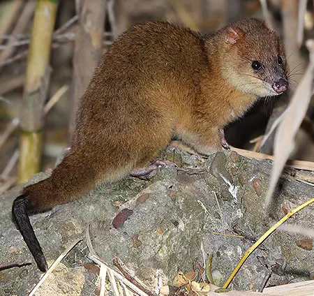 lutreolina crassicaudata