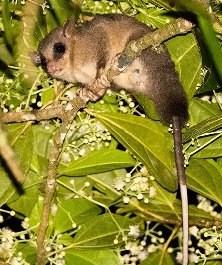 marmosa alstoni