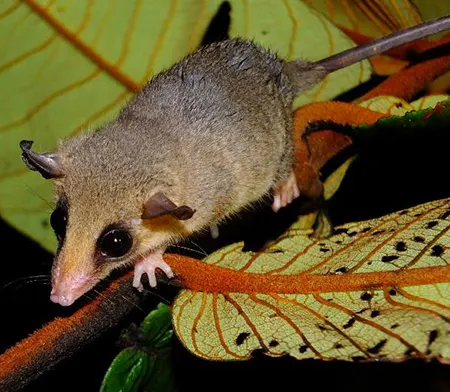 marmosa demerarae