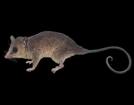 Marmosa jansae