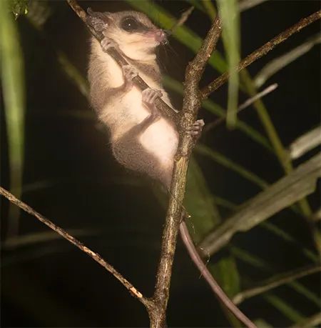 marmosa macrotarsus