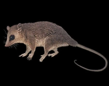 Marmosa parda
