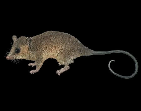 Marmosa perplexa
