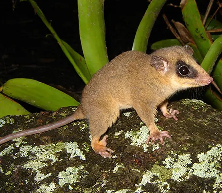 marmosa robinsoni