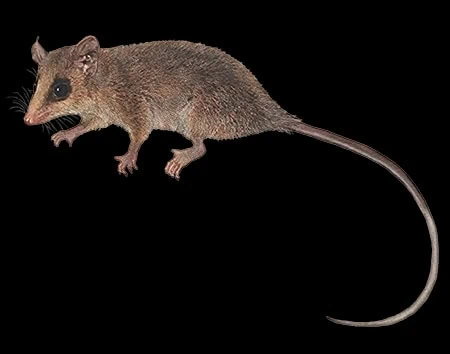 Marmosa tyleriana