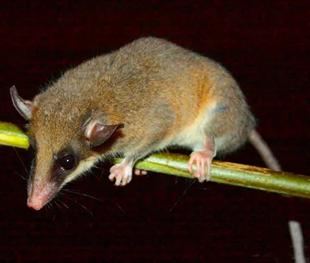 marmosops fuscatus