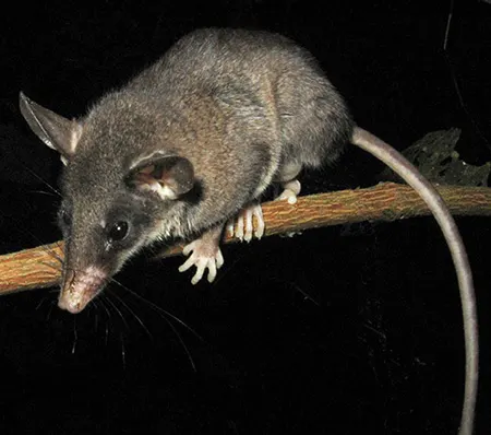 marmosops handleyi