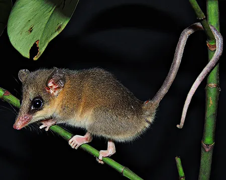 marmosops incanus