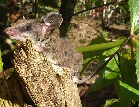 marmosops juninensis