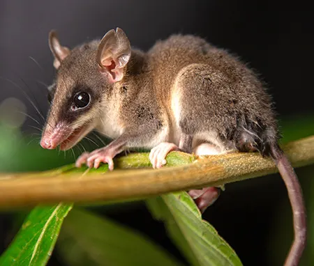 marmosops noctivagus