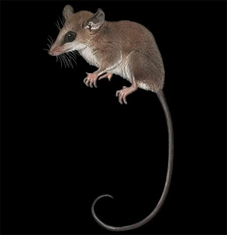 Marmosops ojastii