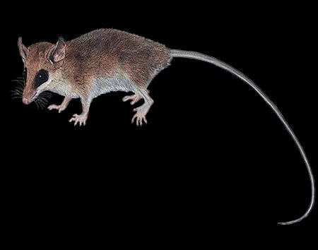 Marmosops pakaraimae