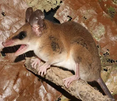 marmosops parvidens