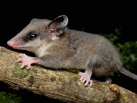 marmosops paulensis