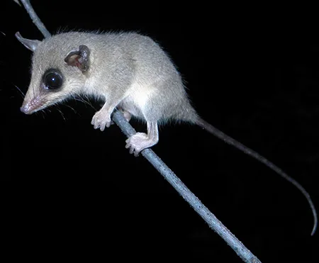 marmosops pinheiroi