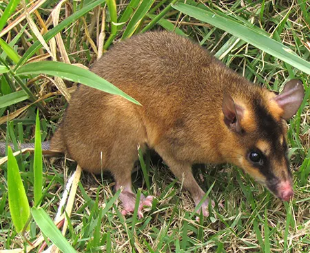 metachirus myosuros