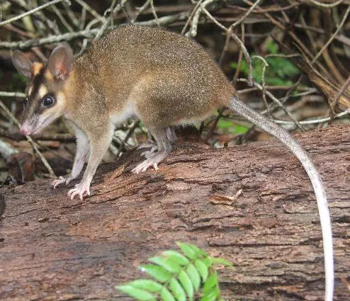 metachirus nudicaudatus