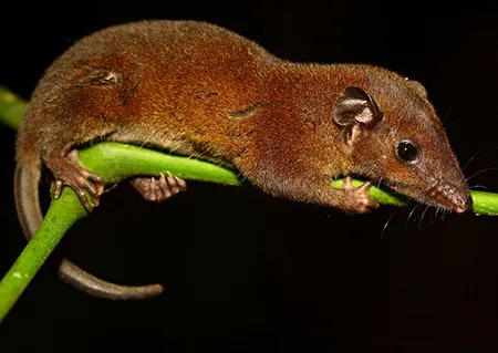 monodelphis adusta