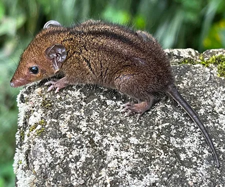 monodelphis americana