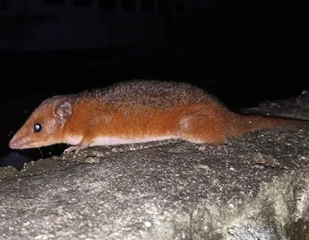 monodelphis arlindoi
