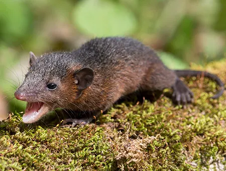 monodelphis brevicaudata