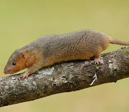 monodelphis dimidiata