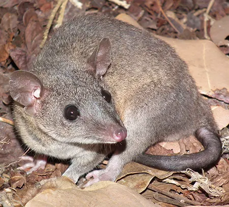monodelphis domestica