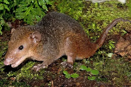 monodelphis emiliae