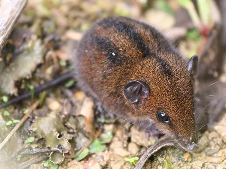 monodelphis gardneri