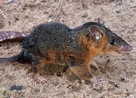 monodelphis glirina