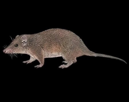Monodelphis handleyi
