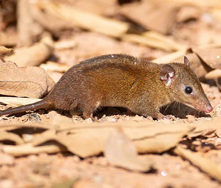 monodelphis iheringi