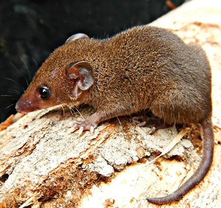 monodelphis kunsi