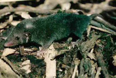 monodelphis osgoodi