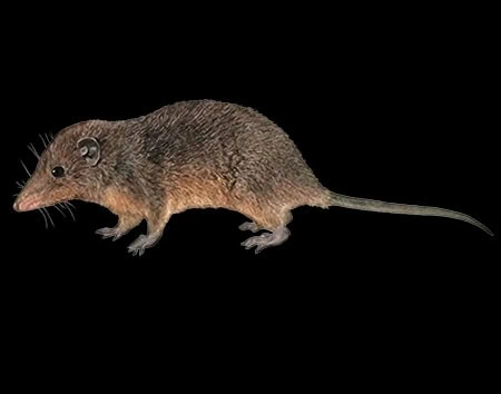 Monodelphis peruviana