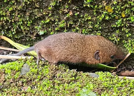 monodelphis pinocchio